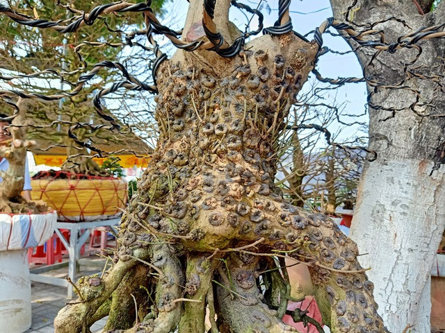 Cặp mai vàng nổi vảy rồng ở miền Tây - Hình 2 Cap mai vang noi vay rong o mien Tay-Hinh-2