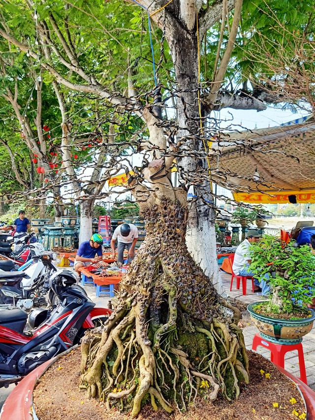 Cặp mai vàng nổi vảy rồng ở miền Tây - Hình 4 Cap mai vang noi vay rong o mien Tay-Hinh-4