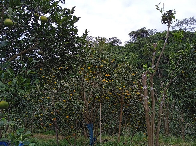 Cam long vang gia sieu re van kho ban, nha vuon loay hoay tim dau ra-Hinh-4