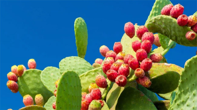 3 loai qua o Viet Nam moc dai, sang nuoc nguoi ta thanh dac san