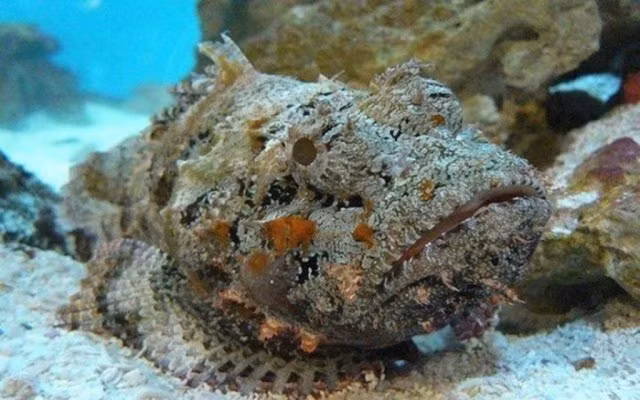 Dac san ca mat quy o Nha Trang ve Ha Noi gia 2-3 trieu dong/kg