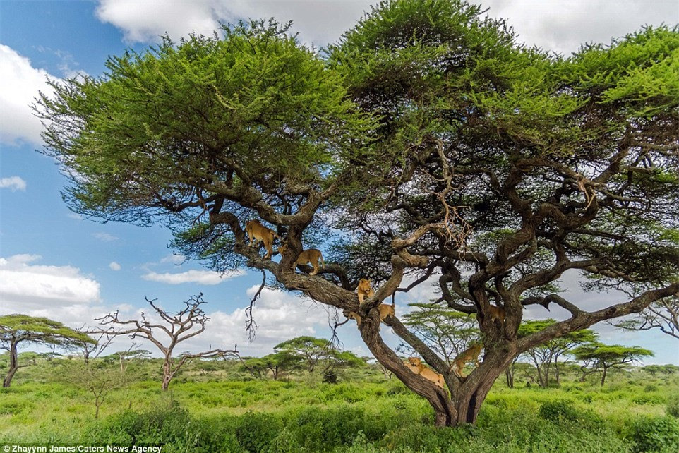 “Những con sư tử leo lên cây rón rén, tiến lên các cành khác nhau. Chúng gần như xếp lên nhau và quan sát một cách thận trọng về phía những con voi hung dữ vừa rượt đuổi chúng” – James miêu tả