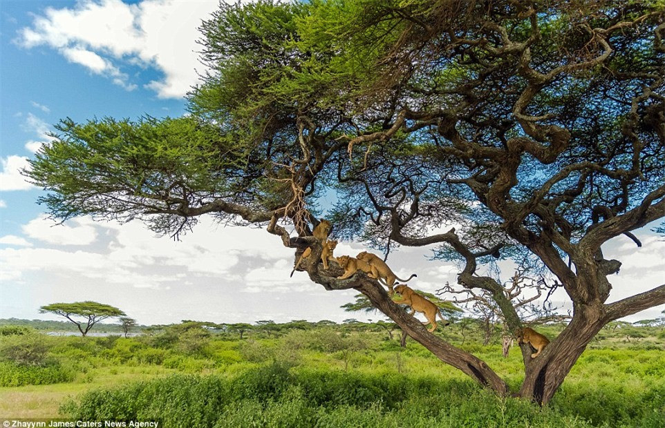Trong tự nhiên hoang dã, sư tử cái được đánh giá là động vật săn mồi đỉnh cao, có vẻ nhanh nhẹn, linh hoạt hơn sư tử đực. Nhưng thực tế, sức mạnh của sư tử cái không thể sánh bằng con đực, đặc biệt khi đối diện với các con vật lớn như voi và trâu rừng.