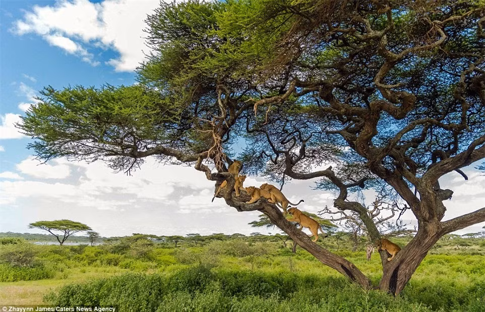 Trong tự nhiên hoang dã, sư tử cái được đánh giá là động vật săn mồi đỉnh cao, có vẻ nhanh nhẹn, linh hoạt hơn sư tử đực. Nhưng thực tế, sức mạnh của sư tử cái không thể sánh bằng con đực, đặc biệt khi đối diện với các con vật lớn như voi và trâu rừng.