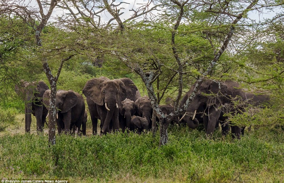 ##ss###id="dablewidget_goPRg5lQ">Để bảo vệ đàn con, voi mẹ đã quyết định truy lùng dấu vết của sư tử. Khi nhìn thấy đàn sư tử, con voi gầm lên dữ tợn và lao đuổi sư tử.