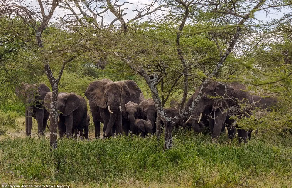 Để bảo vệ đàn con, voi mẹ đã quyết định truy lùng dấu vết của sư tử. Khi nhìn thấy đàn sư tử, con voi gầm lên dữ tợn và lao đuổi sư tử.