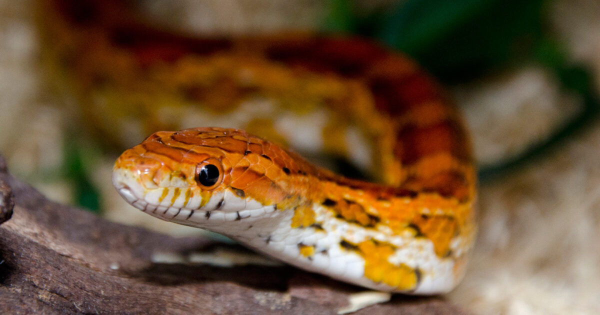 Con giáp tuổi Tỵ. Người tuổi Tỵ khôn ngoan và có năng lực. Trước khi làm việc gì, họ đều tính toán từng đường đi nước bước trước khi làm bất cứ điều gì. Không những thế, người tuổi này còn giỏi giao tiếp, biết cách giữ mối quan hệ tốt với mọi người nên có nhiều mối quan hệ hữu hảo.