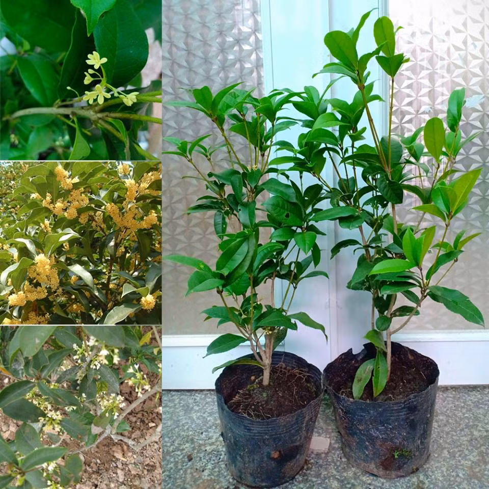 Bo viec luong cao, co gai tre ve que kiem tien ty deu tay-Hinh-4