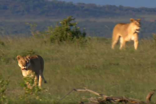 Bao me thong minh danh lac huong su tu de cuu dan con tho