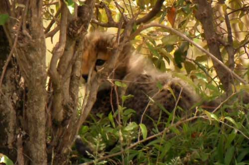 Bao me thong minh danh lac huong su tu de cuu dan con tho-Hinh-3