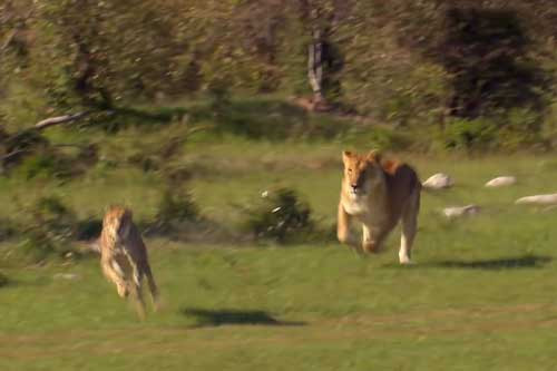 Bao me thong minh danh lac huong su tu de cuu dan con tho-Hinh-5