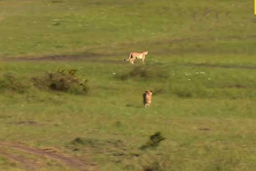 Bao me thong minh danh lac huong su tu de cuu dan con tho-Hinh-7