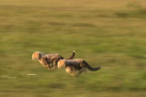 Bao me thong minh danh lac huong su tu de cuu dan con tho-Hinh-6