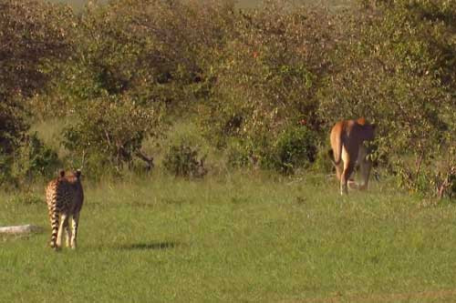 Bao me thong minh danh lac huong su tu de cuu dan con tho-Hinh-4