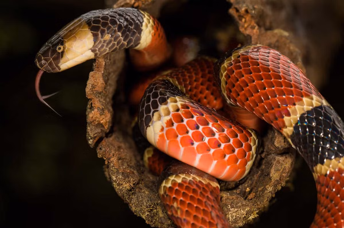 "Tử thần sa mạc" sở hữu thứ "đắt hơn vàng" ảnh 3