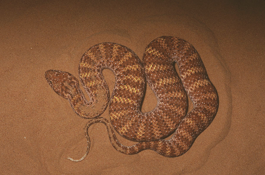 "Tử thần sa mạc" sở hữu thứ "đắt hơn vàng" ảnh 5