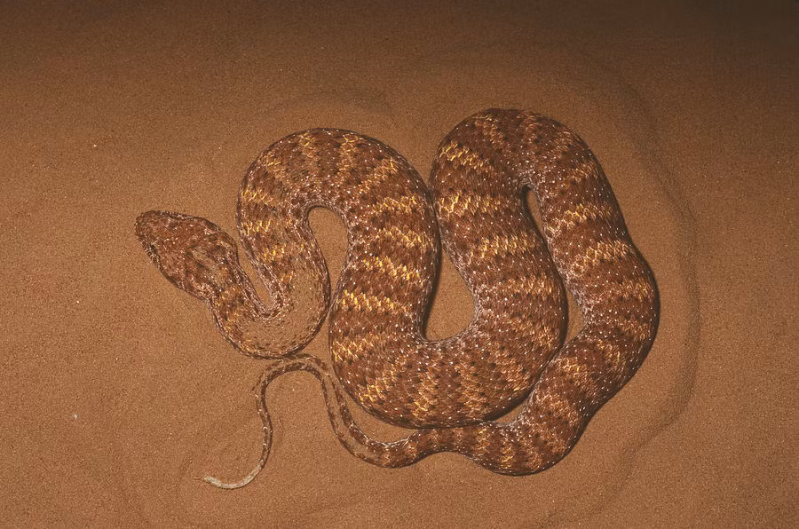 "Tử thần sa mạc" sở hữu thứ "đắt hơn vàng" ảnh 5