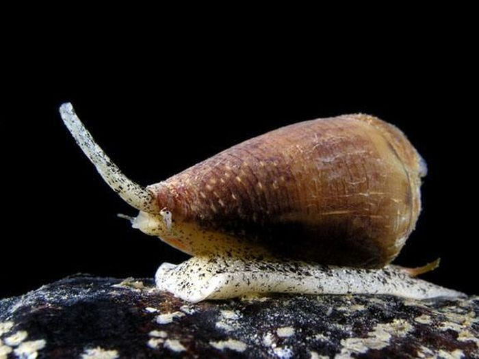 "Tử thần sa mạc" sở hữu thứ "đắt hơn vàng" ảnh 8