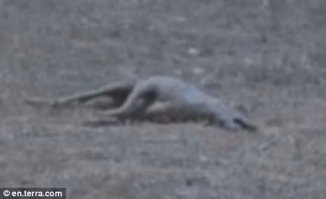 Thay con vat lang vang quanh nha, cau be dung sung san ban ha-Hinh-2