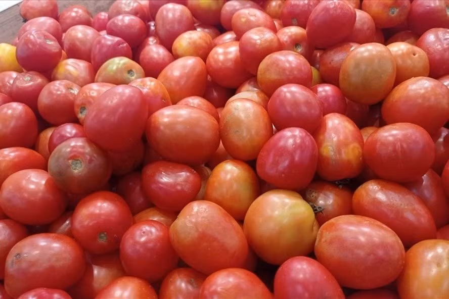 5 cach chon mua ca chua dung chuan tuoi ngon, chin tu nhien