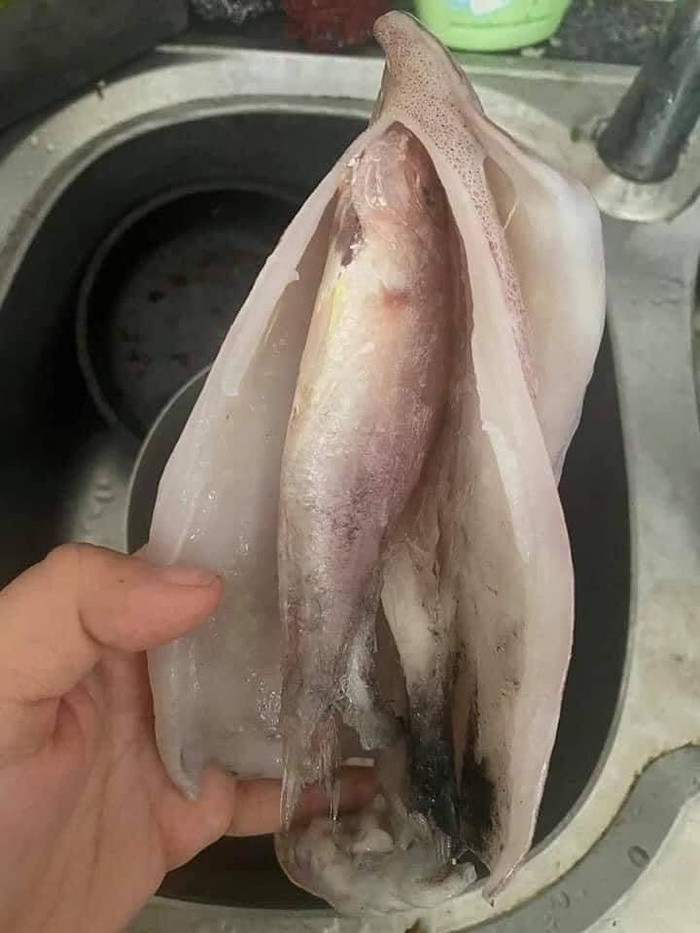 Mua con muc ve rach bung bat ngo thay 11 thu khac ben trong-Hinh-3