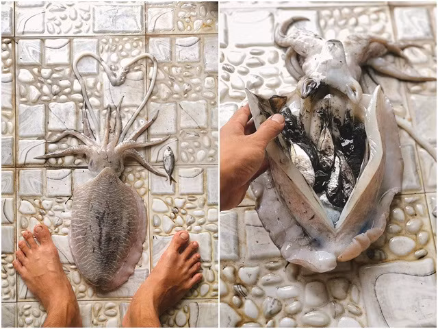 Mua con muc ve rach bung bat ngo thay 11 thu khac ben trong