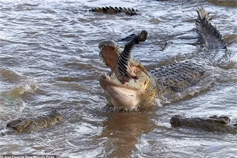 Hơn 40 con cá sấu xé xác ngựa vằn ảnh 2