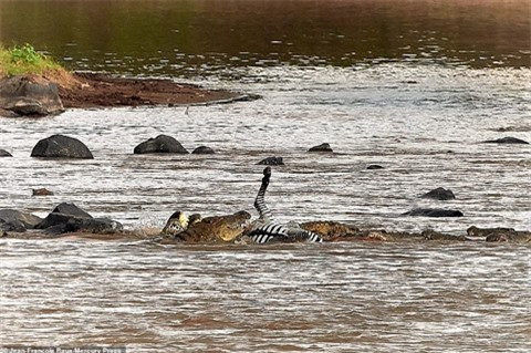 Hơn 40 con cá sấu xé xác ngựa vằn ảnh 4