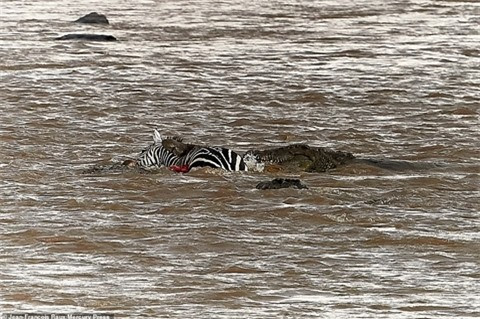 Hơn 40 con cá sấu xé xác ngựa vằn ảnh 5