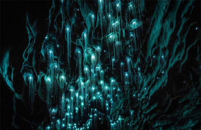 Động Waitomo, New Zealand:Hang động phát quang sinh học kỳ lạ này do một quần thể sâu phát sáng hình thành. Du khách khám phá bên trong hang sẽ ngỡ như đang ngắm dải ngân hà được tạo thành từ hàng nghìn đốm sáng. Mặc dù hang động đã có từ cách đây 300 triệu năm, sâu phát sáng chỉ mới xuất hiện trong 100 năm.