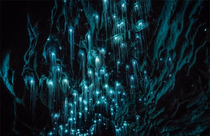 Động Waitomo, New Zealand:Hang động phát quang sinh học kỳ lạ này do một quần thể sâu phát sáng hình thành. Du khách khám phá bên trong hang sẽ ngỡ như đang ngắm dải ngân hà được tạo thành từ hàng nghìn đốm sáng. Mặc dù hang động đã có từ cách đây 300 triệu năm, sâu phát sáng chỉ mới xuất hiện trong 100 năm.