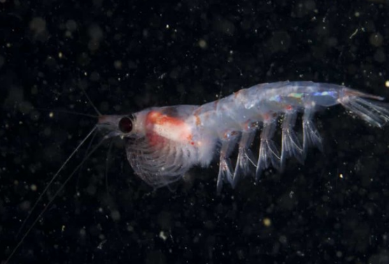 Neu khong co Mat trang dieu gi se xay ra?-Hinh-8