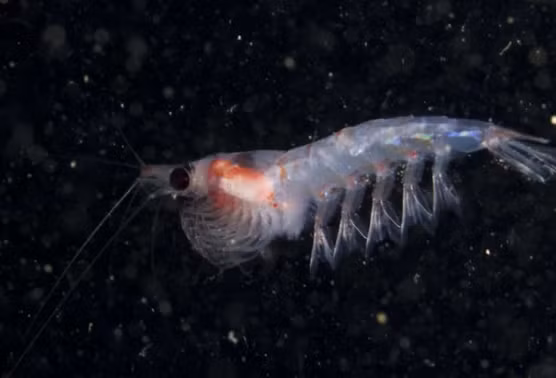 Neu khong co Mat trang dieu gi se xay ra?-Hinh-8