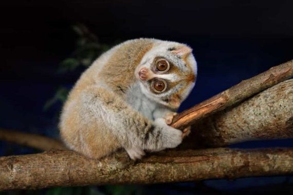 Neu khong co Mat trang dieu gi se xay ra?-Hinh-7