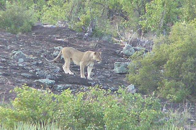 Sau ít phút quan sát, bầy sư tử đã chọn được mục tiêu là chú voi con không có sự bảo vệ của voi mẹ.