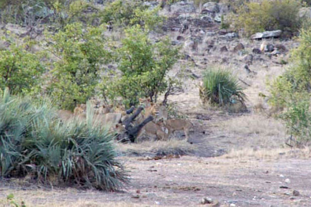 Với số lượng đông đảo và sức mạnh vượt trội, những con sư tử dễ dàng tóm gọn được chú voi.