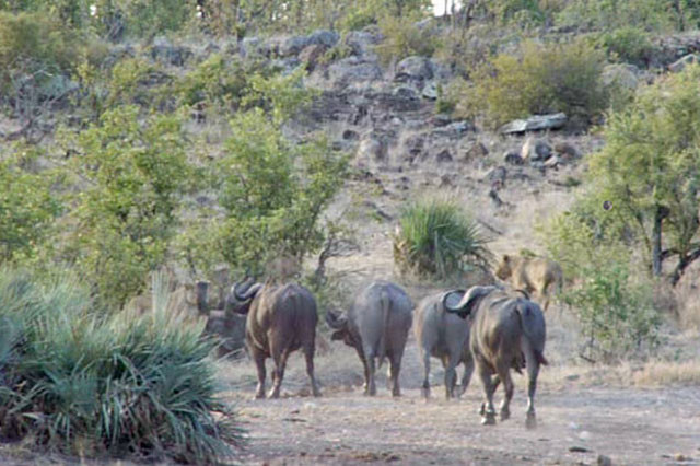 Thế nhưng, khi chưa thể giết chết con mồi, những con sư tử đã gặp rắc rối lớn.