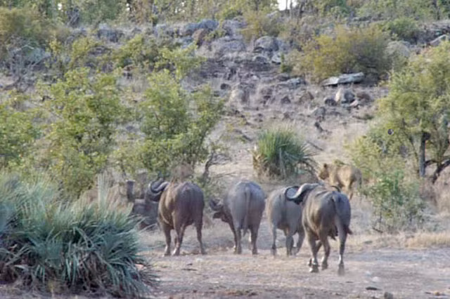 Trau rung keo quan tan cong su tu giai cuu voi con-Hinh-6