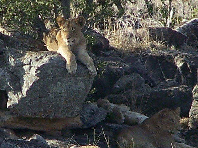 Trước đó, những con sư tử đã ẩn nấp và nghỉ ngơi trong một bụi cây gần hồ nước sắp cạn.