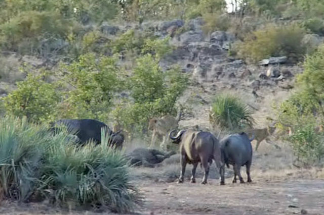 Cụ thể, khi thấy sư tử tấn công voi con, bầy trâu rừng đã nhanh chóng tới giải cứu.