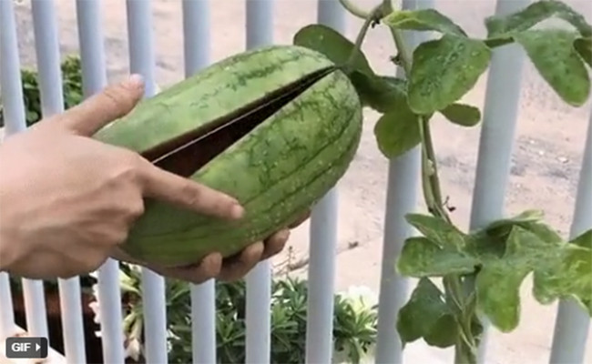 Khoe dua hau tu trong roi mang bo thu, ngo ngang truoc cai ket-Hinh-2