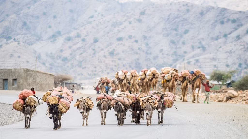  Lạc đà rất quan trọng với người dân Afar. Hình ảnh lạc đà hay lừa chở hàng là cảnh tượng phổ biến trong suốt hành trình khám phá sa mạc Danakil. Đoàn lạc đà thường thực hiện nhiệm vụ chở muối đến thị trấn cách đó khoảng 25 km để bán. 