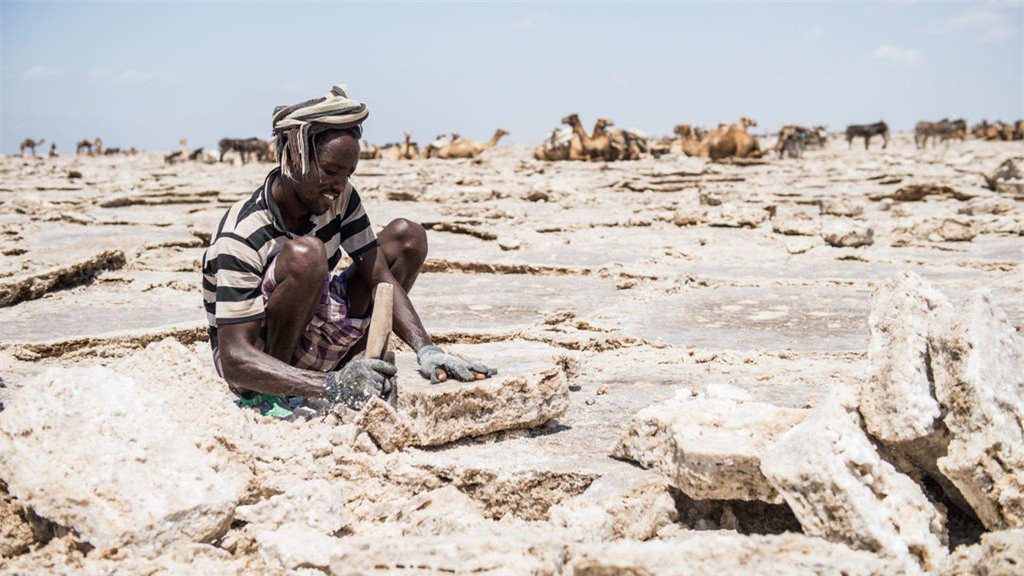 Người Afar và Tigrayan xem muối là vàng. Mỗi năm, họ khai thác muối trong 10 tháng. Công việc này không hề dễ dàng khi họ phải ngồi hàng giờ cắt gạch muối bằng rìu trong nhiệt độ ban ngày khoảng 50 độ C. Với mỗi viên gạch muối 4 kg, họ có thể kiếm được tương đương khoảng 0,05 USD. Mỗi con lạc đà có thể mang khoảng 30 viên gạch.