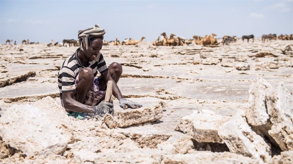 Người Afar và Tigrayan xem muối là vàng. Mỗi năm, họ khai thác muối trong 10 tháng. Công việc này không hề dễ dàng khi họ phải ngồi hàng giờ cắt gạch muối bằng rìu trong nhiệt độ ban ngày khoảng 50 độ C. Với mỗi viên gạch muối 4 kg, họ có thể kiếm được tương đương khoảng 0,05 USD. Mỗi con lạc đà có thể mang khoảng 30 viên gạch.