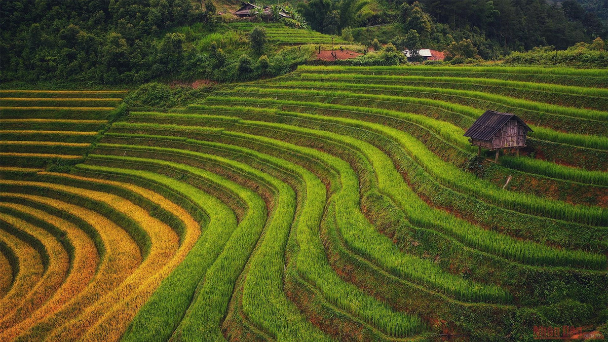 Theo các nhiếp ảnh gia chuyên săn mùa vàng, nơi đây đẹp nhất thường rơi vào khoảng thời gian từ nửa sau tháng 9. Lúc này từ trên cao, từng ruộng lúa bậc thang dưới thung lũng như hóa thành biển vàng bao la.
