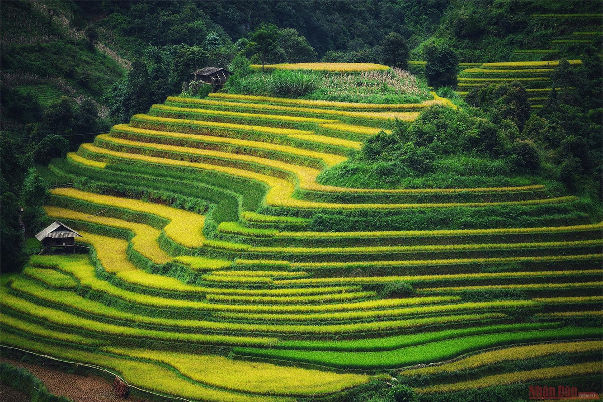 br/> Nếu may mắn có mặt tại đây vào thời điểm đúng vụ và thời tiết thuận lợi, du khách sẽ được tận mắt ngắm một khung cảnh vàng rực, lòng không muốn rời xa.