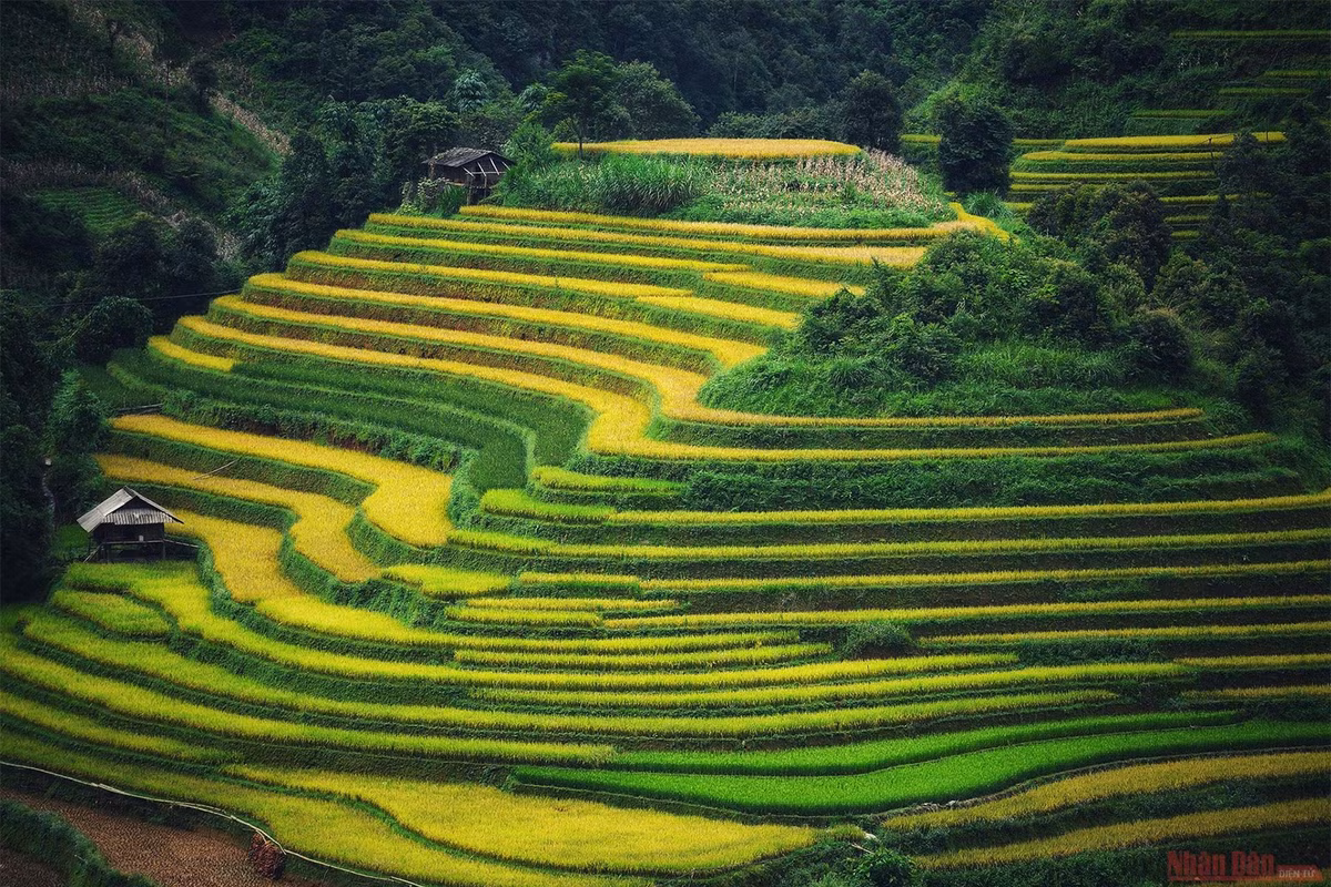 br/> Nếu may mắn có mặt tại đây vào thời điểm đúng vụ và thời tiết thuận lợi, du khách sẽ được tận mắt ngắm một khung cảnh vàng rực, lòng không muốn rời xa.