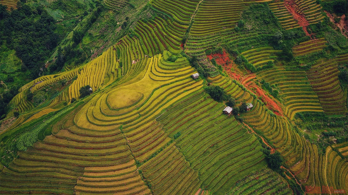 br/> Từng thửa ruộng bậc thang ở Mù Cang Chải trập trùng, uốn lượn như những cơn sóng vàng óng ả.
