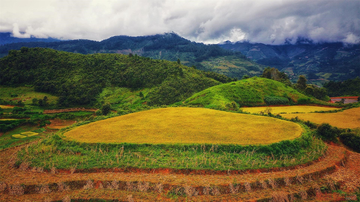 br/> Một góc mùa vàng thuộc La Pán Tẩn, nơi nhiều du khách biết đến thời gian gần đây.