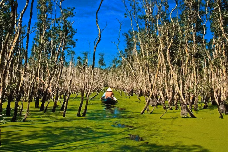 Những hoạt động hỗn hợp của sông và biển đã hình thành những vạt đất phù sa phì nhiêu, màu mỡ. Dọc theo đê ven sông lẫn dọc theo một số giồng cát ven biển và đất phèn trên trầm tích đầm mặn trũng thấp như vùng Đồng Tháp Mười, tứ giác Long Xuyên - Hà Tiên, Tây Nam sông Hậu và bán đảo Cà Mau. Ảnh: Nguyễn Hữu Thành.
